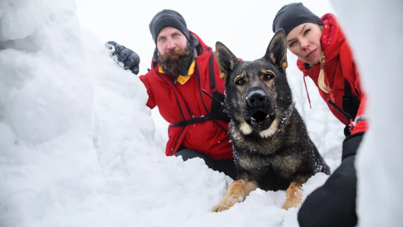 big-chiens-avalanches-sauvetage-la-rosiere-savoie