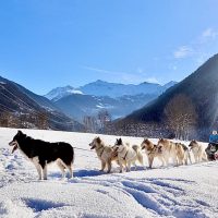 Dog sledding courchevel