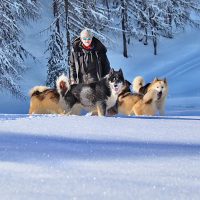 chiens de trineaux meribel