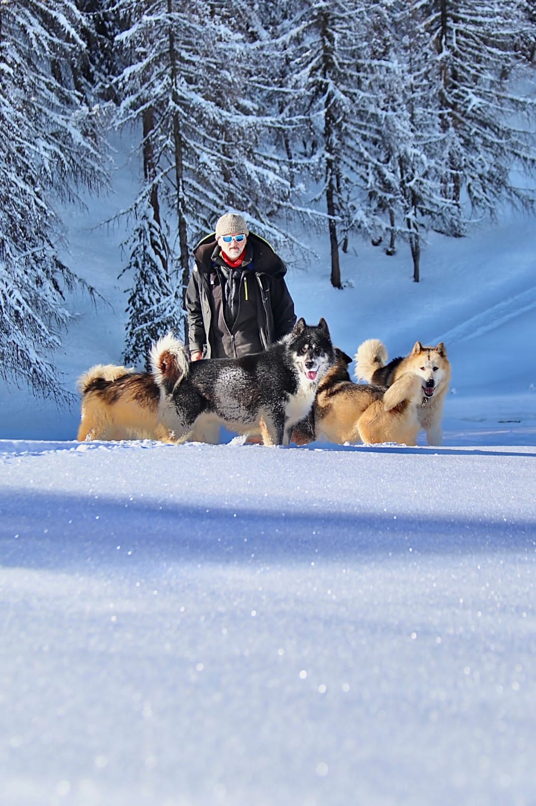 Christophe et chiens chiens de trineaux meribel